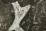 Polished Devonian Fossil Coral and Bryozoan Plate - Morocco #365157-1